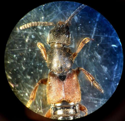 Réf. 317 450 : Platydracus sp.