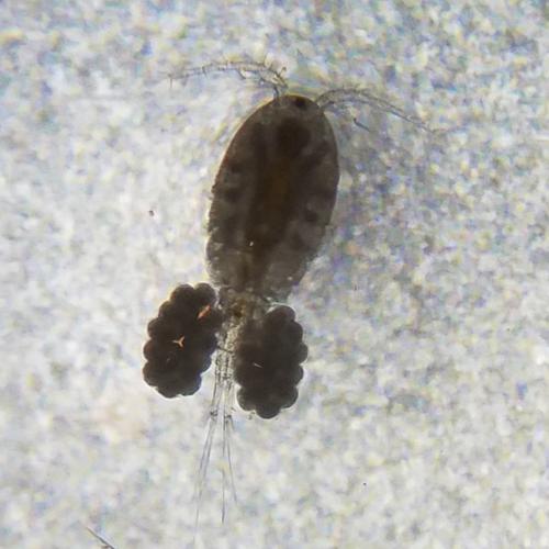 Réf. 317 574 : Acanthocyclops sp.