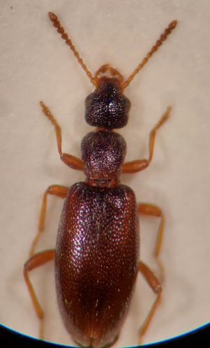 Anthicus flavipes