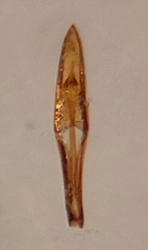 Anthicus flavipes