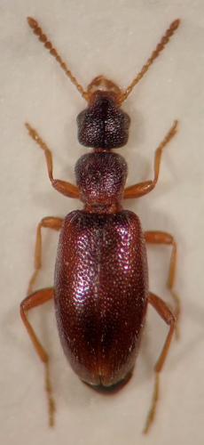 Anthicus flavipes