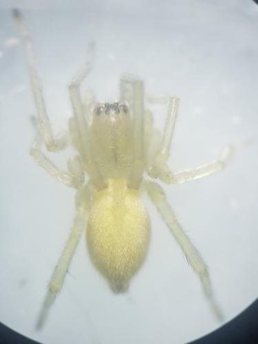 Cheiracanthium sp.