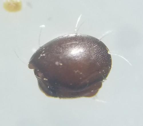 Steganacarus sp.