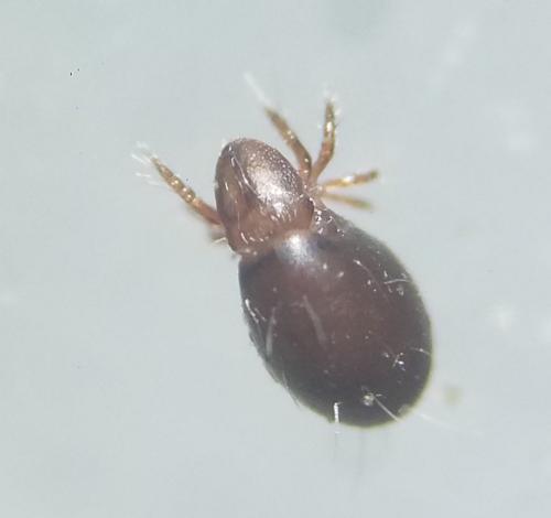 Steganacarus sp.