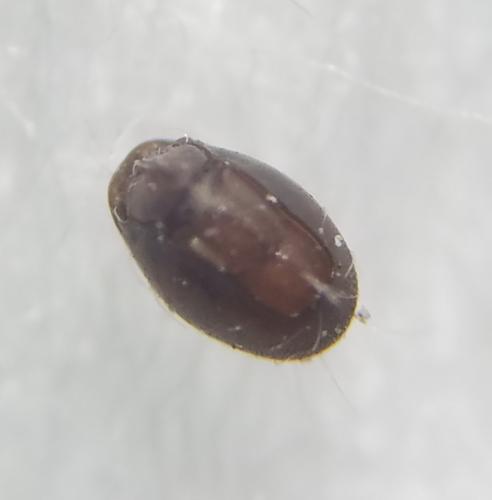Steganacarus sp.