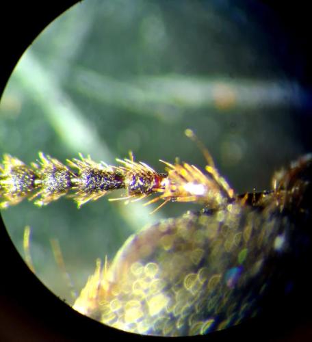 Réf. 317 957 : Platydracus sp.