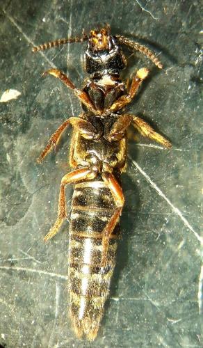 Réf. 317 958 : Platydracus sp.
