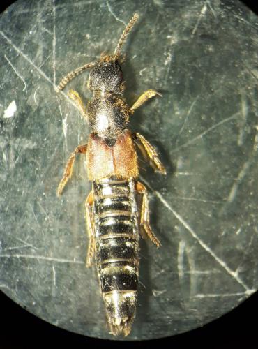 Réf. 317 959 : Platydracus sp.