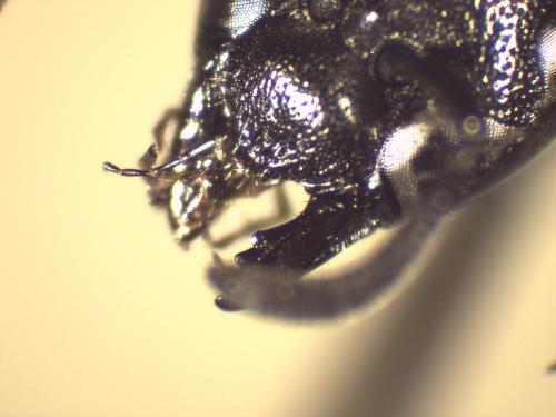 Microdynerus nugdunensis