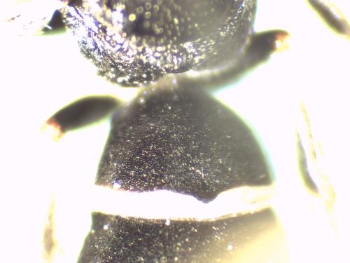 Microdynerus nugdunensis