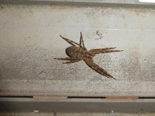 Zoropsis spinimana