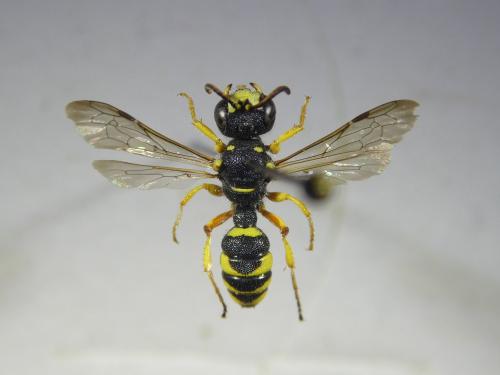 Cerceris sabulosa