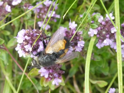 Nowickia ferox