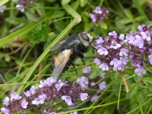Nowickia ferox