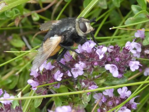 Nowickia ferox