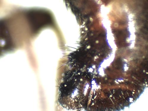 Sicus ferrugineus