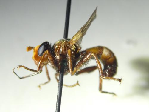 Sicus ferrugineus