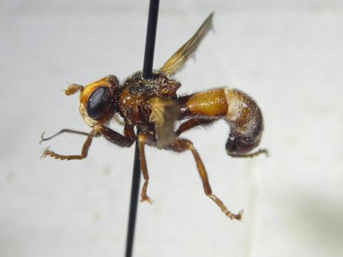 Réf. 317 563 : Sicus ferrugineus