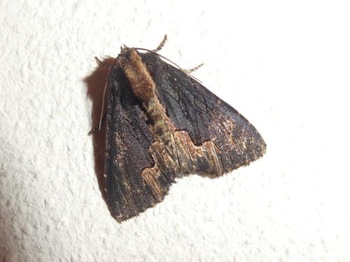 Dypterygia scabriuscula
