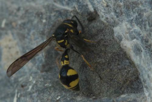 Eumenes sp.