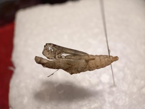 Réf. 317 721 : Pieris sp.