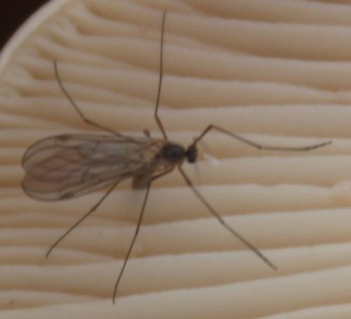 Bolitophila sp.