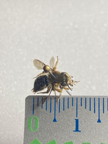 Réf. 317 309 : Anthidium punctatum