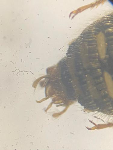 Réf. 317 315 : Anthidium punctatum