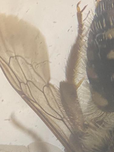 Réf. 317 313 : Anthidium punctatum