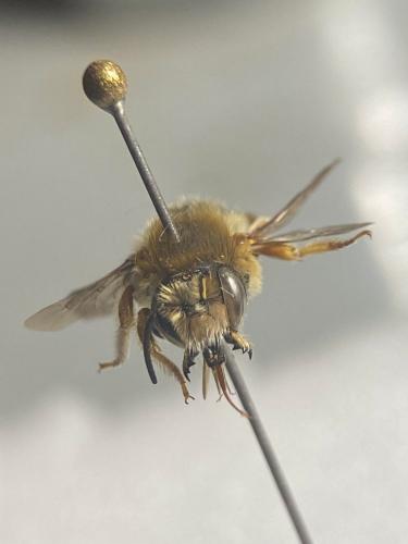 Réf. 317 311 : Anthidium punctatum