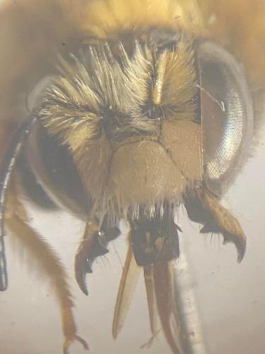 Réf. 317 312 : Anthidium punctatum