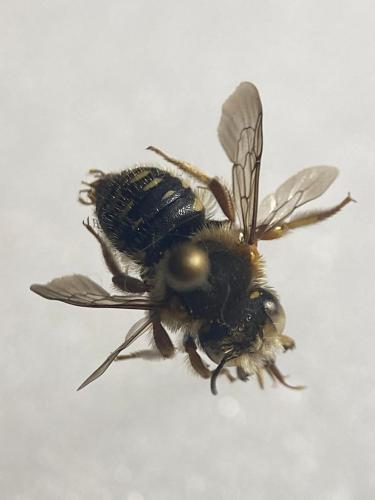 Réf. 317 310 : Anthidium punctatum