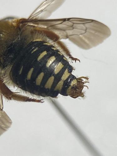 Réf. 317 471 : Anthidium punctatum
