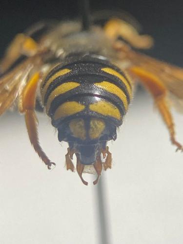 Rhodanthidium septemdentatum