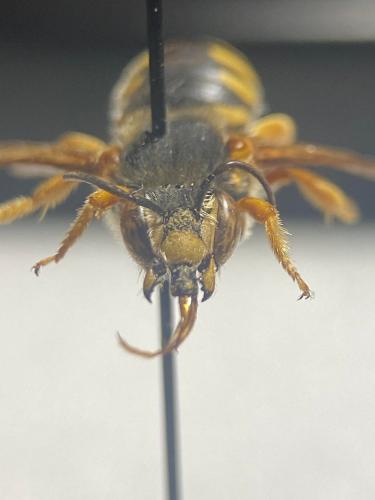 Rhodanthidium septemdentatum