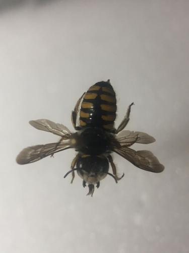 Réf. 317 880 : Pseudoanthidium melanurum