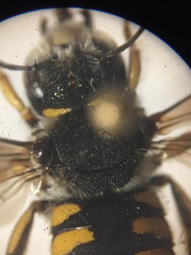 Pseudoanthidium melanurum