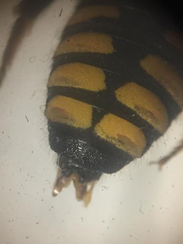 Pseudoanthidium melanurum