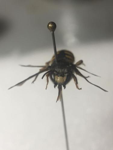 Pseudoanthidium melanurum
