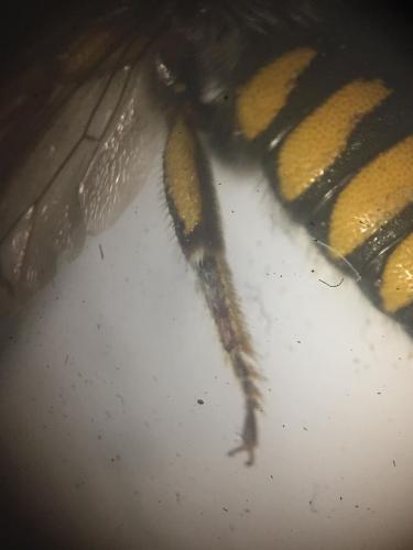 Pseudoanthidium melanurum