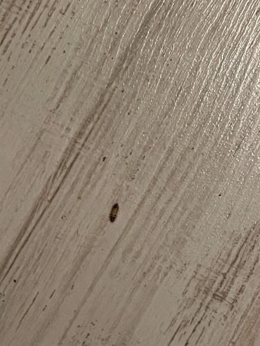 Anthrenus sp.