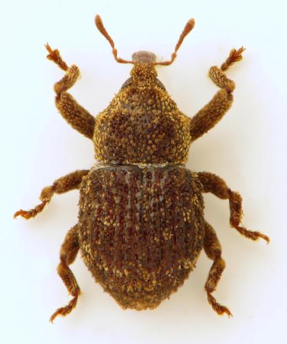 Palaeoacalles navieresi