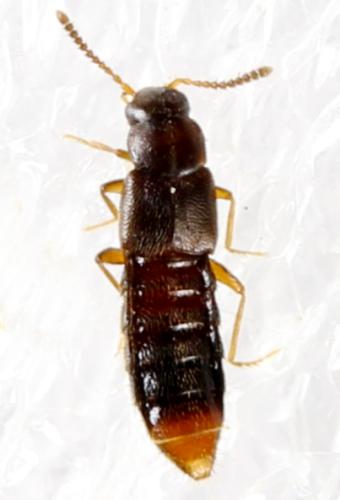 Réf. 317 558 : Aleocharinae inconnu
