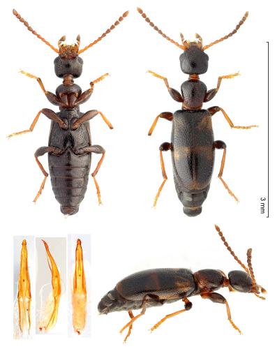 Omonadus bifasciatus