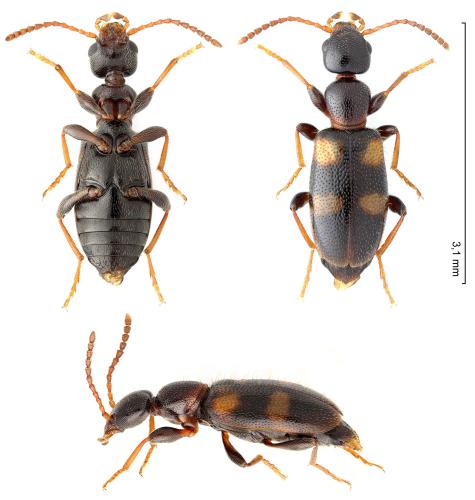 Omonadus bifasciatus