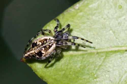 Cyclosa sierrae
