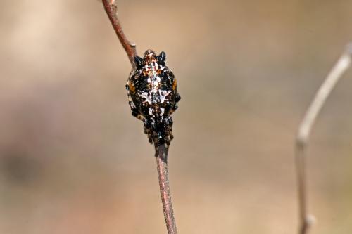 Cyclosa insulana