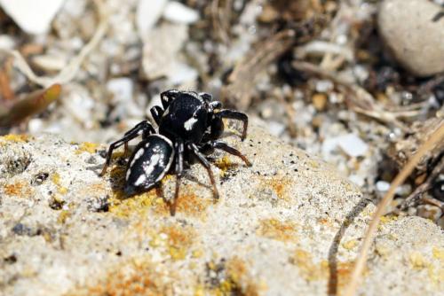 Réf. 317 444 : Heliophanus melinus