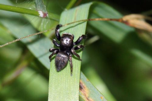 Réf. 317 111 : Evarcha arcuata