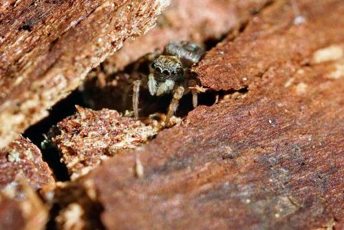 Réf. 317 893 : Pseudeuophrys sp.